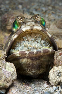 Banded jawfish (Opistognathus macrognathus) male incubating eggs in mouth, which