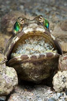 Incubating Prints: Banded jawfish (Opistognathus macrognathus) male incubating eggs in mouth, which