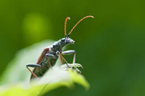 Two banded longhorn beetle (Rhagium bifasciatum) on leaf, Liechtenstein, June 2009 Two banded longhorn beetle (Rhagium bifasciatum) on leaf, Liechtenstein, June 2009