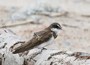 Calling Prints: Banded martin (Neophedina cincta) perched on a log