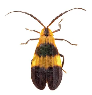 Rhinotia Prints: Banded net-wing (Calopteron reticulatum) portrait, Lamar County, Texas, USA. June