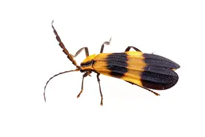 Rhinotia Prints: Banded net-wing (Calopteron reticulatum) portrait, Lamar County, Texas, USA. June