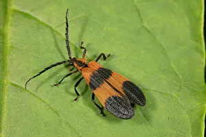 Rhinotia Prints: Banded net-wing (Calopteron reticulatum) resting on a leaf, Pennsylvania, USA. July