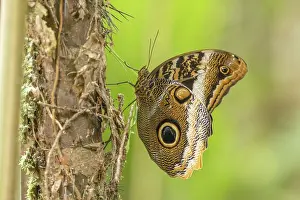 Papilionoidea Prints: Banded owl-butterfly (Caligo atreus) resting on tree trunk