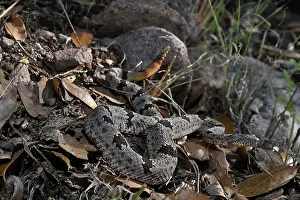 Camouflage Prints: Banded rock rattlesnake (Crotalus lepidus klauberi) camouflaged among leaf litter