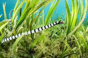 2021 February Highlights Gallery: Banded sea krait (Laticauda colubrina) hunting in seagrass bed