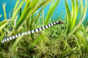 Alismatales Prints: Banded sea krait (Laticauda colubrina) hunting in seagrass bed