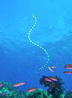 Reptile Prints: Banded sea krait (Laticauda colubrina) swimming over coral reef with Randall's anthias (Pseudanthias randalli)