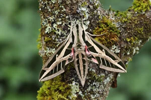 Banded sphinx moth (Eumorpha fasciatus) on tree trunk, Bellaview, Florida, USA, May