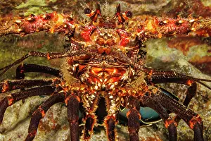 Spike Prints: Banded spiny lobster (Panulirus marginatus) resting on reef with Parasitic barnacles (Paralepas sp)