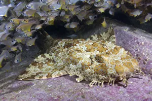 Sub Tropical Prints: Banded wobbegong shark (Orectolobus halei) resting on reef