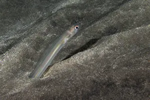 Muraenidae Prints: Bandtooth conger (Ariosoma balearicum) poking its head out of the sandy seabed at night