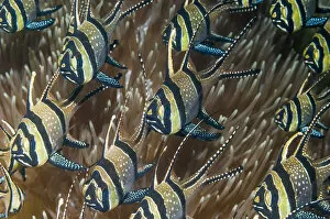 Apogonidae Gallery: Banggai cardinalfish (Pterapogon kauderni). Lembeh Strait, North Sulawesi, Indonesia