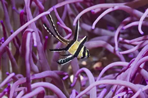 Banggai cardinalfish (Pterapogon kauderni) with a Corkscrew or Long tentacle anemone