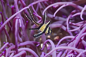 Apogonidae Gallery: Banggai cardinalfish (Pterapogon kauderni) with a Corkscrew or Long tentacle anemone