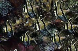 Banggai Cardinalfish (Pterapogon kauderni), a shoal sheltering against Anchor Coral
