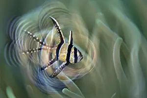 Photographic Effect Prints: Banggai cardinalfish (Pterapogon kauderni) swimming in front of the tentacles of a sea anemone
