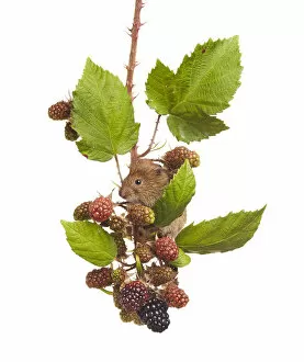 Images Dated 27th August 2013: Bank vole (Clethrionomys glareolus) feeding on blackberries, Worcestershire, England, UK, August