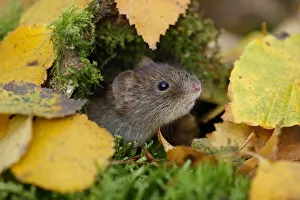 Bank vole {Clethrionomys glareolus} among autumn birch leaves, Peak District NP, Derbyshire