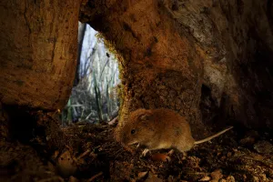 Bourgogne Franche Comte Prints: Bank vole (Clethrionomys glareolus) inside base of tree trunk
