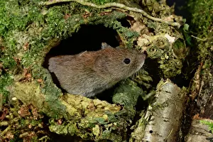Cautious Prints: Bank vole (Clethrionomys glareolus) peering out from hole in fallen tree in woodland