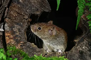 Myodes Glareolus Prints: Bank vole (Clethrionomys glareolus) peering out from inside a hollow log
