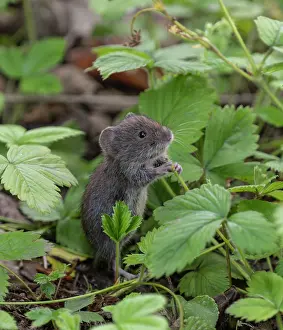 Fragaria Prints: Bank vole (Clethrionomys glareolus) standing on hind legs