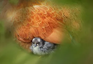 Juvenile Prints: Bantam hen (Gallus gallus domesticus) close up sitting on chick, Norfolk, UK, April