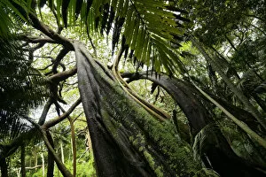 Images Dated 23rd October 2012: Banyan tree (Ficus macrophylla) Valley of the Shadows, Lord Howe island, Lord Howe