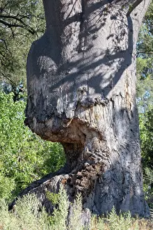 Mallow Prints: Baobab (adansonia digitata) tree damaged by African elephants (Loxodonta africana)