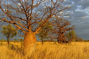 Australia Collection: Baobab / Gourd trees (Adansonia gregorii) in grassland / savanna habitat, Kimberley