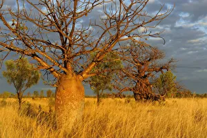 Clouds Prints: Baobab / Gourd trees (Adansonia gregorii) in grassland / savanna habitat, Kimberley