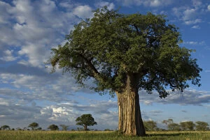 Images Dated 15th February 2009: Baobab tree (Adansonia sp.) Tarangire NP, Tanzania