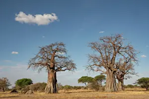 Mallow Prints: Baobab trees (Adansonia kilima), Tarangire National Park, Tanzania