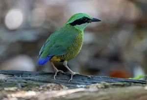 Pitta Prints: Bar-bellied pitta (Hydrornis elliotii) male, portrait, Cat Tien National Park, Vietnam