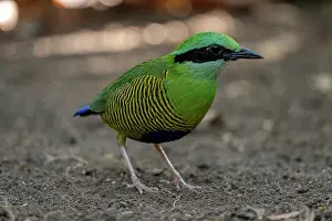 Bar-bellied pitta (Hydrornis elliotii) portrait, Cat Tien National Park, Vietnam