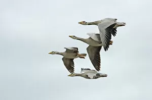 Bar headed geese (Anser indicus), four in flight, one calling. Coming in to land at breeding site