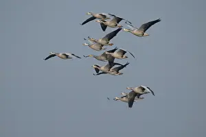 True Goose Prints: Bar-headed geese (Anser indicus) flock in flight, Chambal river, Dholpur, Rajastahn, India
