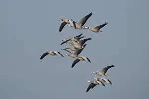 Bar-headed geese (Anser indicus) flock in flight, Chambal river, Dholpur, Rajastahn, India