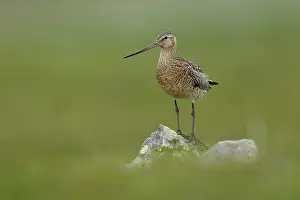 Bar-tailed godwit (Limosa lapponica) female, perched on a rock, Varanger, Norway. July