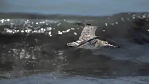 Godwit Prints: Bar-tailed godwit (Limosa lapponica) in flight over the surf, Tanji, The Gambia