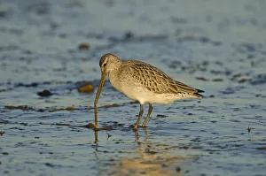 Bar-tailed Godwit (Limosa lapponica) foraging for tidal-flat worm. Norfolk, January