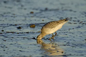 Bar-tailed Godwit (Limosa lapponica) foraging for tidal-flat worm. Norfolk, January
