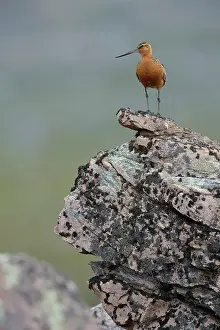 Varanger Prints: Bar-tailed godwit (Limosa lapponica) male, perched on a rock, Varanger, Norway. July