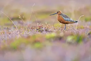 Varanger Peninsula Prints: Bar-tailed godwit (Limosa lapponica) portrait, Varanger Peninsula, Finnmark, Norway. June