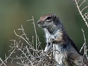 Rodentia Prints: Barbary ground squirrel (Atlantoxerus getulus) standing in a bush in a coastal salt marsh