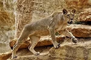 African Lion Gallery: Barbary lion (Panthera leo leo) female, captive, extinct in the wild, occurred in N