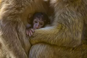 Barbary macaque (Macaca sylvanus) baby sheltering between arms of mother
