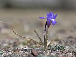 Iridaceae Prints: Barbary nut iris (Moraea sisyrinchium) flowering on arid coastal ground behind a beach