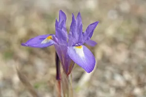 Iridaceae Prints: Barbary nut iris (Moraea sisyrinchium) flowering on arid coastal ground behind a beach